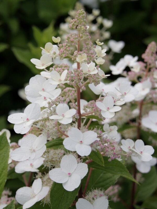 Aedhortensia 'Kyushu' P25 150cm tüvel
