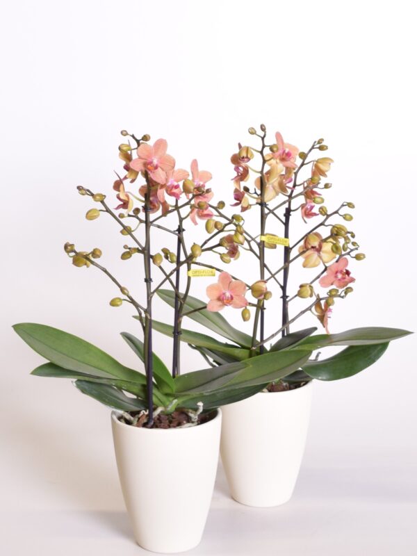 Kuuking 'Sunset Love' P12 2 õievart