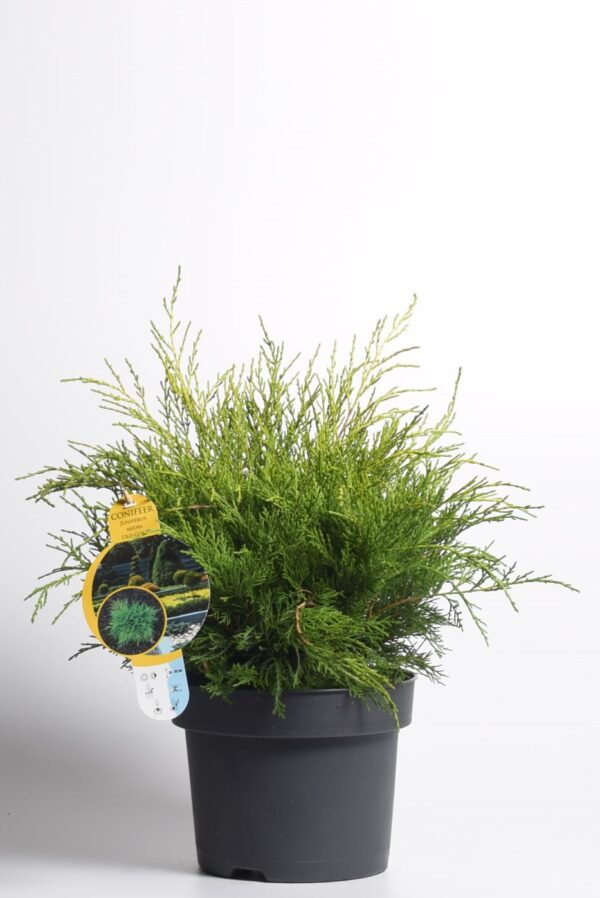 Pfitzeri kadakas 'Old Gold' P23 35cm