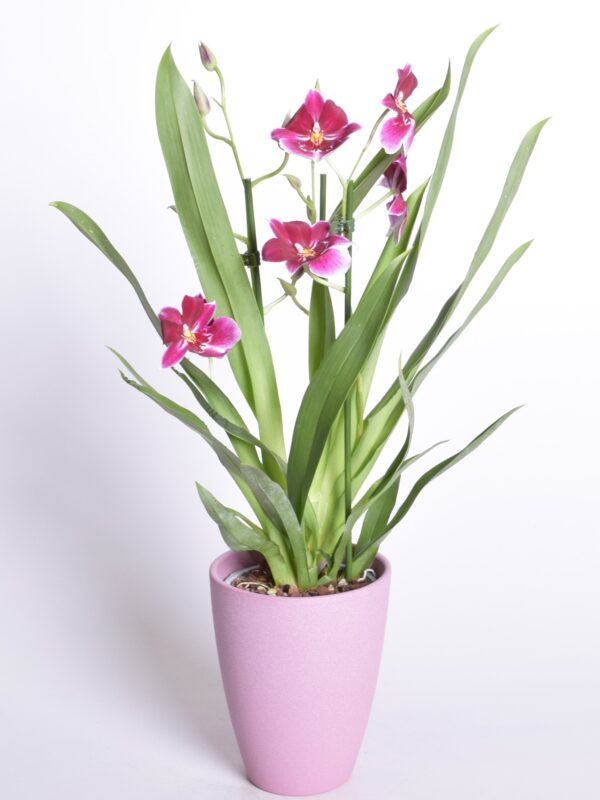 Miltoonia P12 1-2 õievart