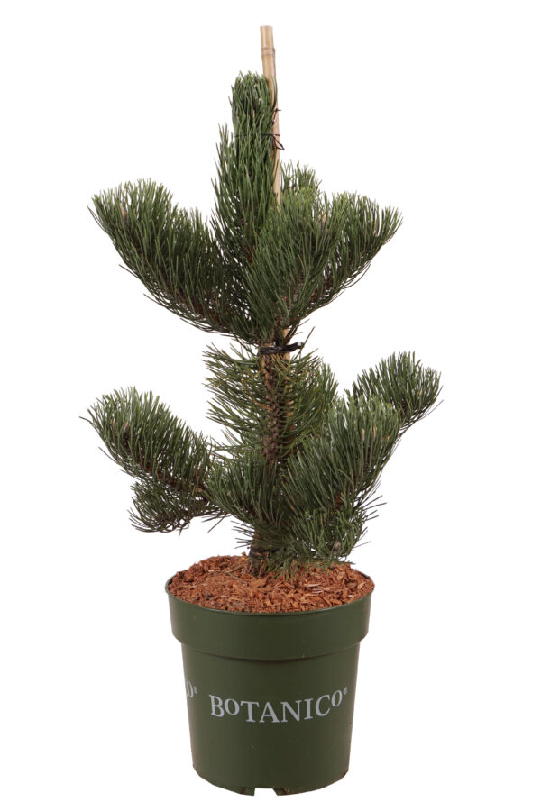 Must mänd 'Oregon Green' P24 40-60cm