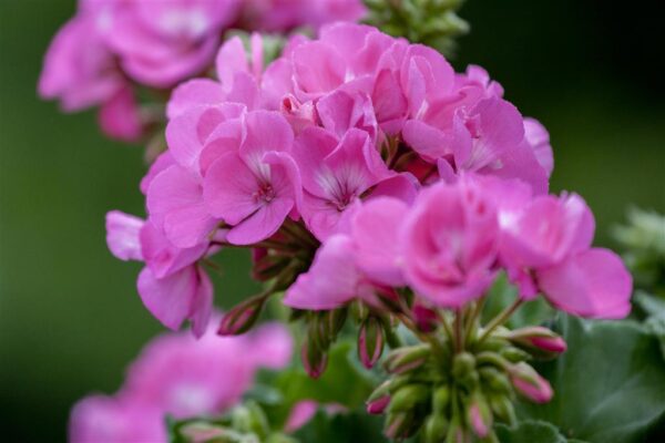 Viirpelargoon P10,5 erinevad