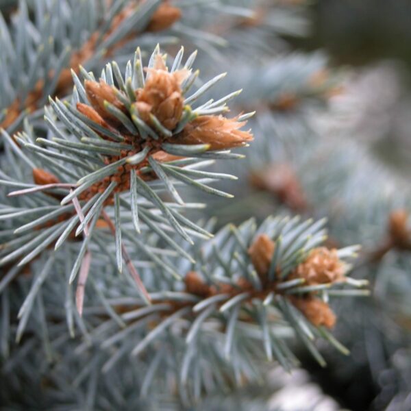 Torkav kuusk 'Glauca Globosa' P28 40cm tüvel