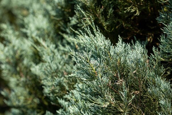 Sabiina kadakas P23 30-40cm