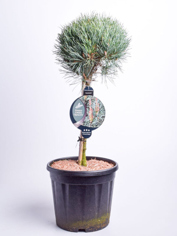 Harilik mänd 'Watereri' P38 120cm tüvel