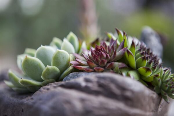 Mägisibul P12 erinevad Eestis kasvatatud