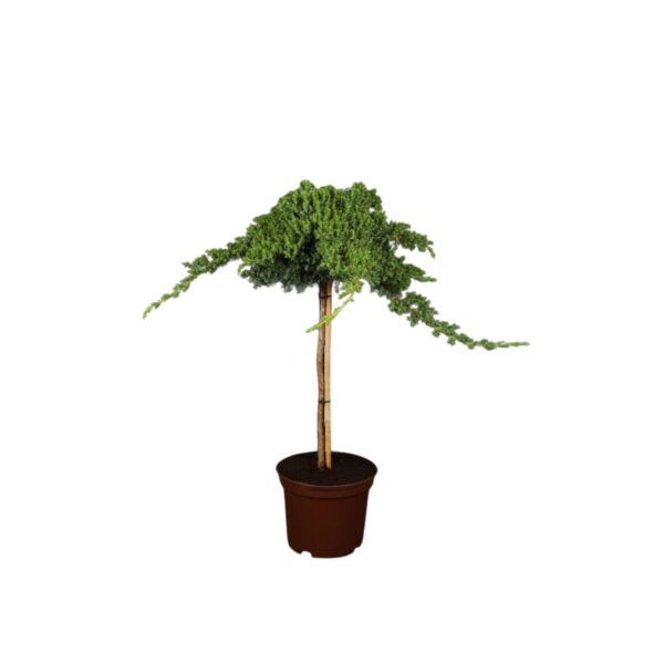 Laiuv kadakas 'Nana' P32 100cm tüvel