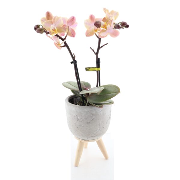 Kuuking 'Aromio Honey' P7 2õv lõhnav