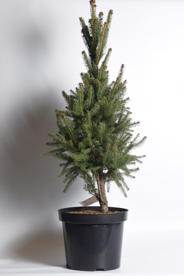 Harilik kuusk 'Cupressina' P26 60-80cm