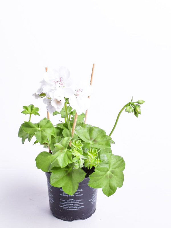 Ripp-pelargoon P10,5/P12 erinevad