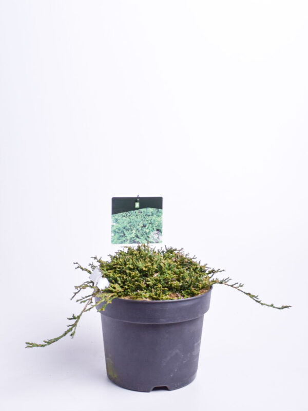 Roomav kadakas 'Icee Blue' P21 30-40cm