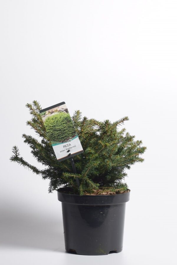 Harilik kuusk 'Nidiformis' P23 40-50cm