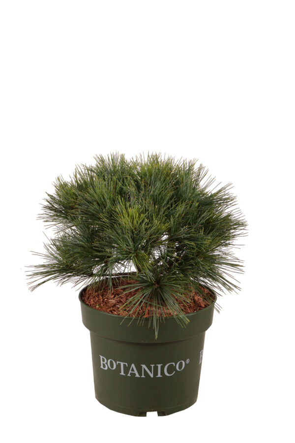 Valge mänd 'Reinshaus' P21 25-30cm