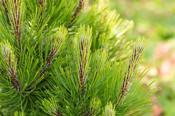 Valgekooreline mänd 'Compact Gem' P23 30cm