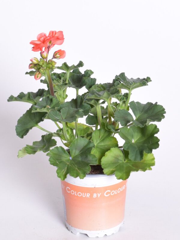 Viirpelargoon P10,5 erinevad