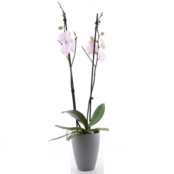 Kuuking 'Aalborg' P12 2 õievart