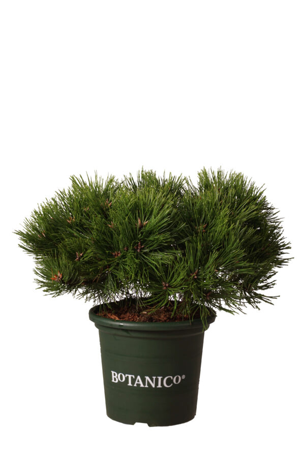 Kalmumänd 'Low Glow' P24 30-40cm