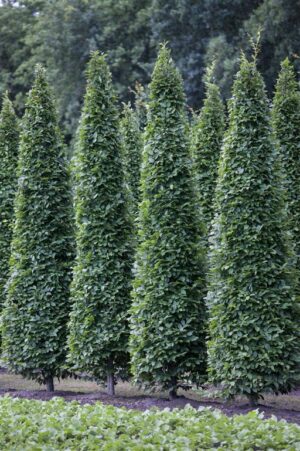 Harilik valgepöök ‘Fastigiata’ P28 200-225cm