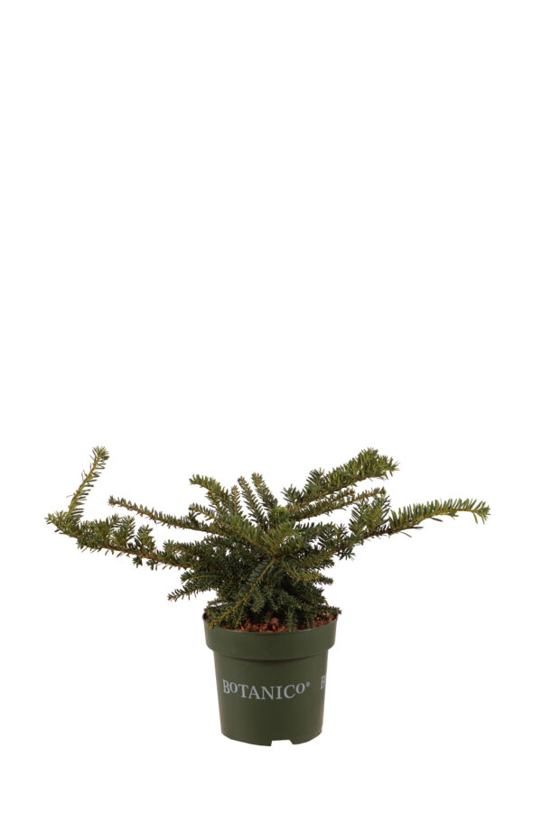 Värd-jugapuu 'Emerald Spreader' P18 20-25cm