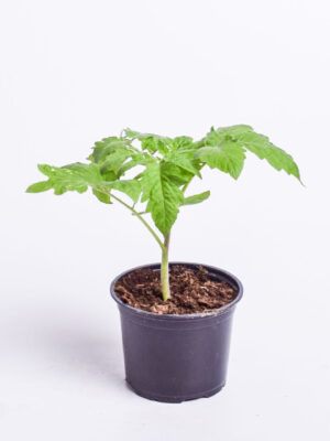 Tomat ‘Tolstoi’ P12 Eestis kasvatatud