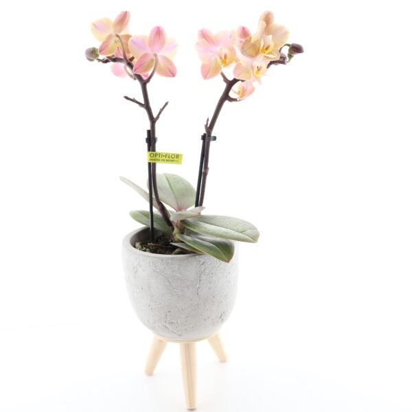 Kuuking 'Aromio Honey' P7 2õv lõhnav