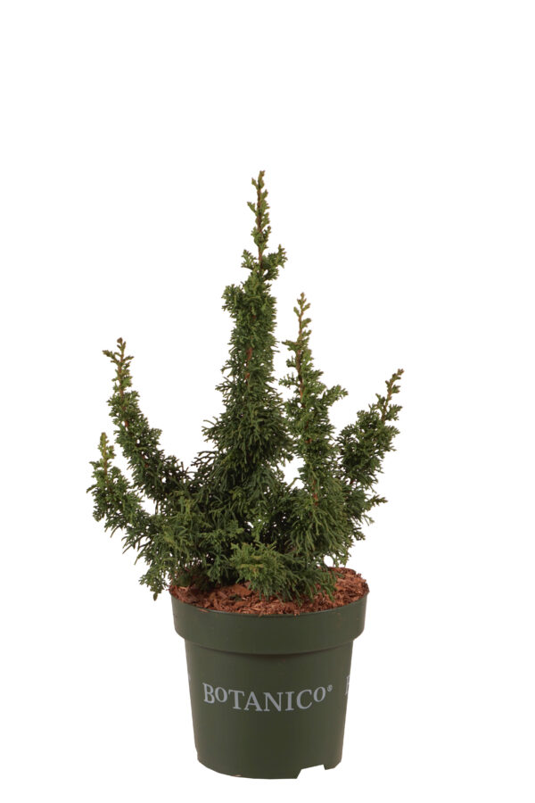 Harilik elupuu 'Malonyana Holub' P18 25cm