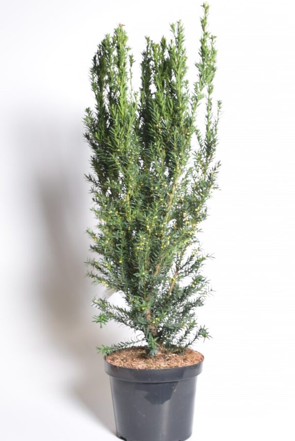 Värd-jugapuu 'Hillii' P21 70-90cm