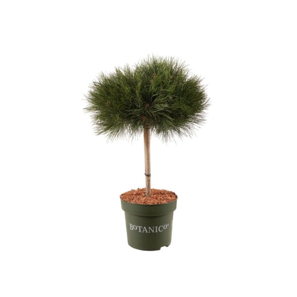 Must mänd 'Bambino' P28 60cm tüvel