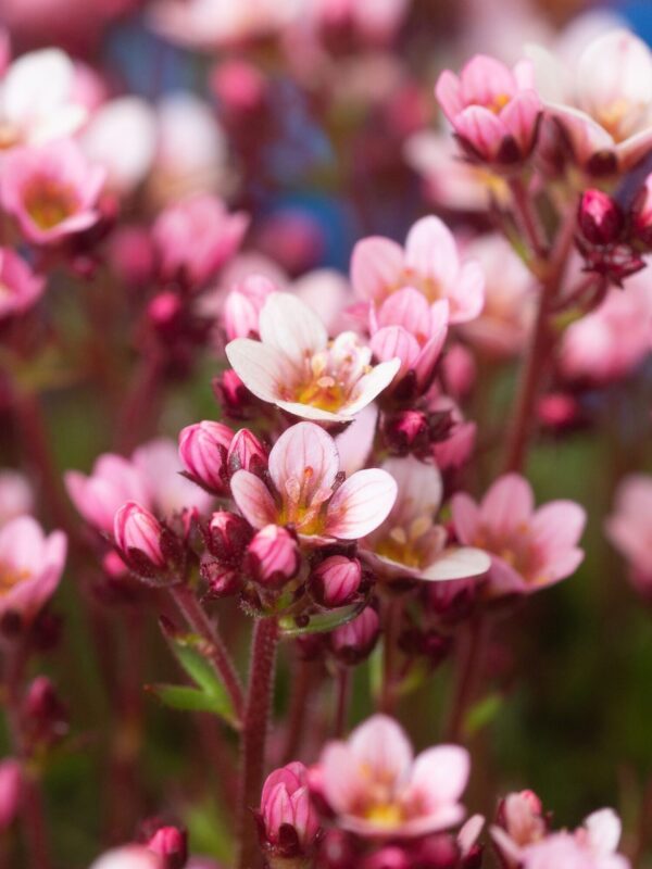 Arendsi kivirik 'Pixie Pan Appleblossom' P12 Eestis kasvatatud