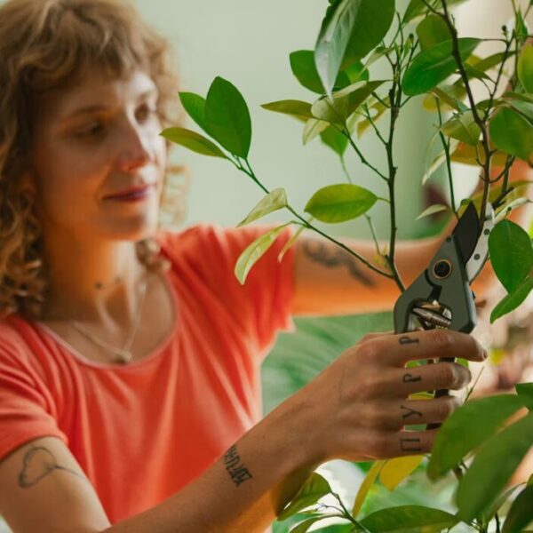 Fiskars oksakäärid Plant Care hoidikuga