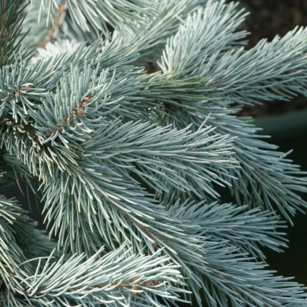 Engelmanni kuusk 'Glauca' P40 60-80cm