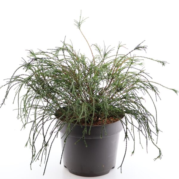 Hiigel-elupuu 'Whipcord' P32 40-50cm