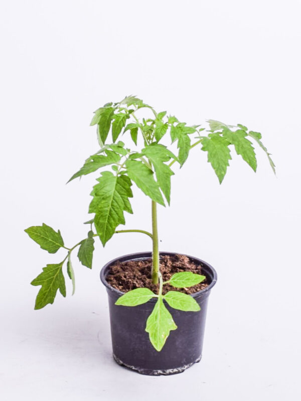 Amplitomat 'Brazil Red' P12 Eestis kasvatatud