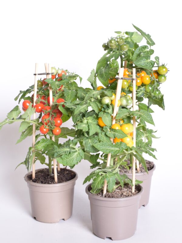 Kirsstomat Pick&Joy P14 erinevad