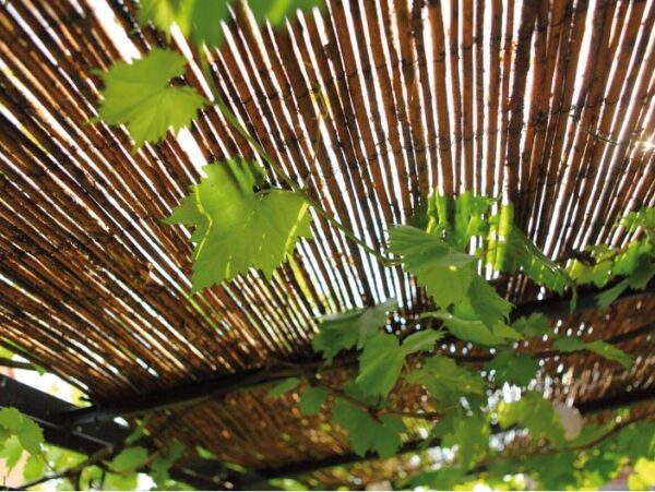 Pilliroomatt Nature 1,5x3m