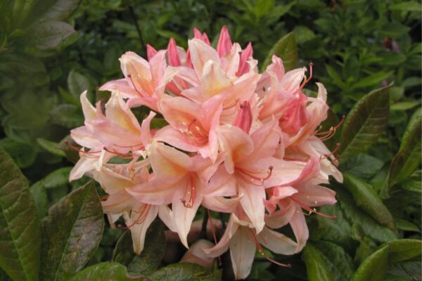 Asalea 'Chanel' P23 40-50cm