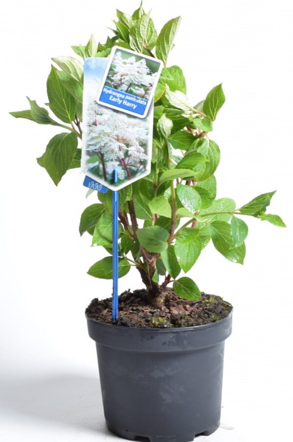 Aedhortensia 'Early Harry' P19 40-50cm