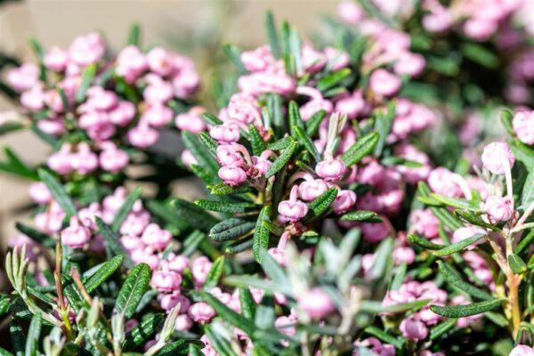 Harilik küüvits 'Blue Ice' P19 20-25cm