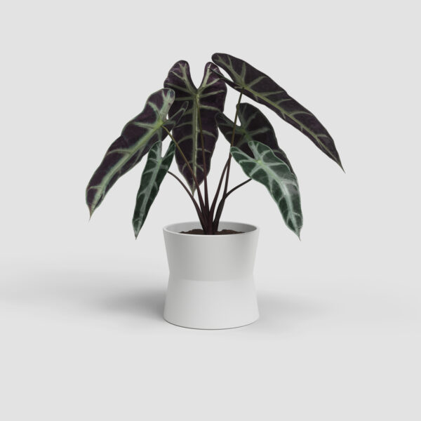 Lillepott Diana Ø11cm valge