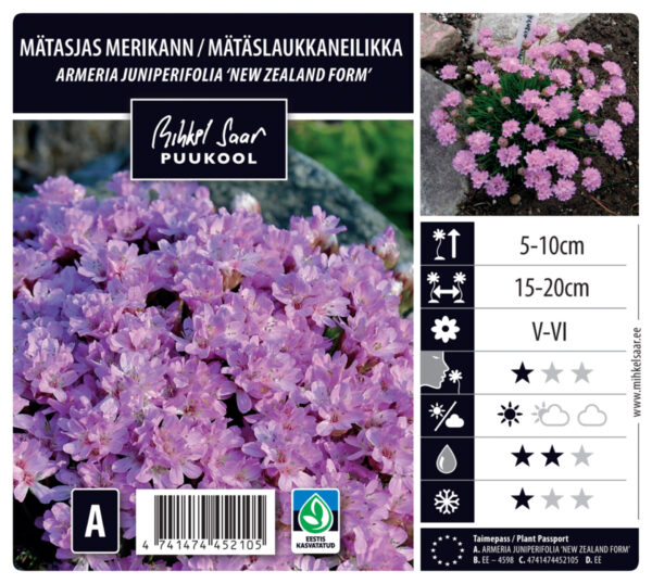 Mätasjas merikann 'New Zealand Form' P12 Eestis kasvatatud