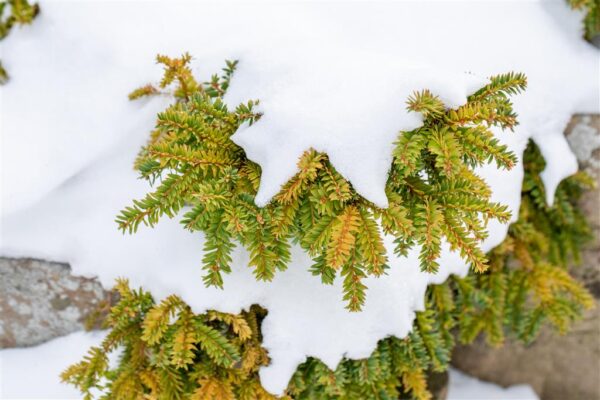 Värd-jugapuu 'Emerald Spreader' P18 20-25cm