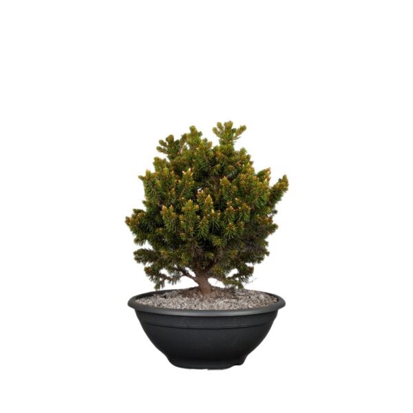 Harilik kuusk 'Will's Zwerg' P52 200-225cm