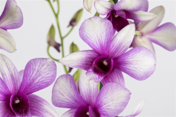 Väärisdendroobium P12 erinevad 2 õievart