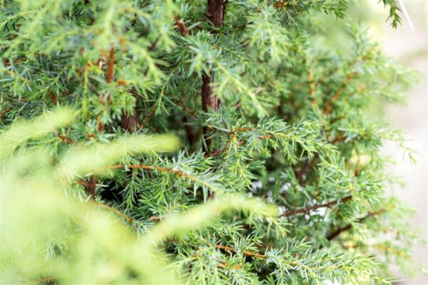 Harilik kadakas 'Excelsa' P25 60-80cm