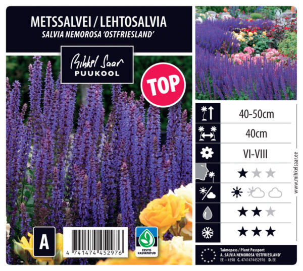 Metssalvei 'Ostfriesland' P12 Eestis kasvatatud