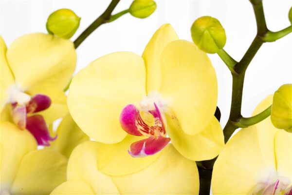 Kuuking 'Miraflore' P12 2 õievart