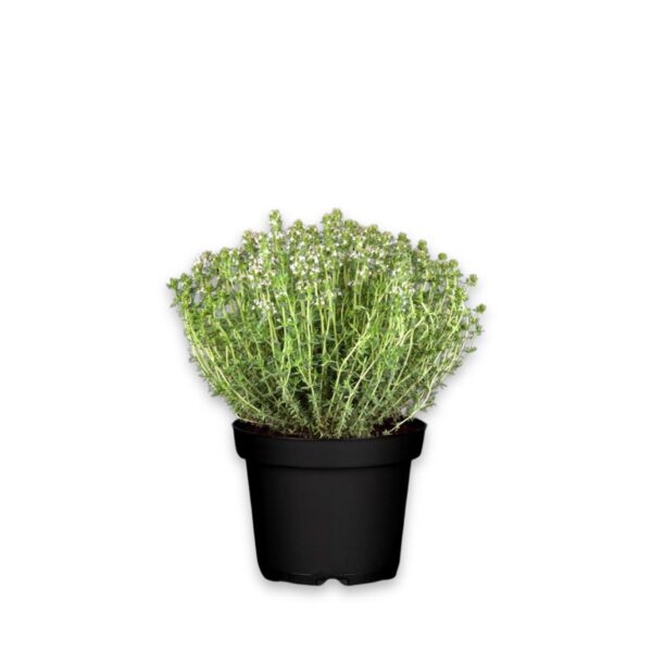 Aed-liivatee 'Faustini' P18