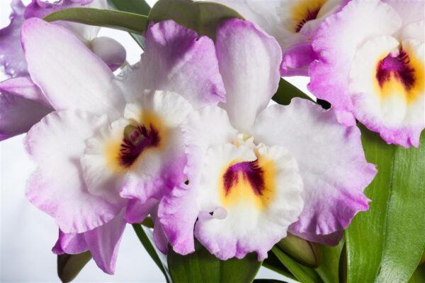 Väärisdendroobium P12 erinevad 2 õievart