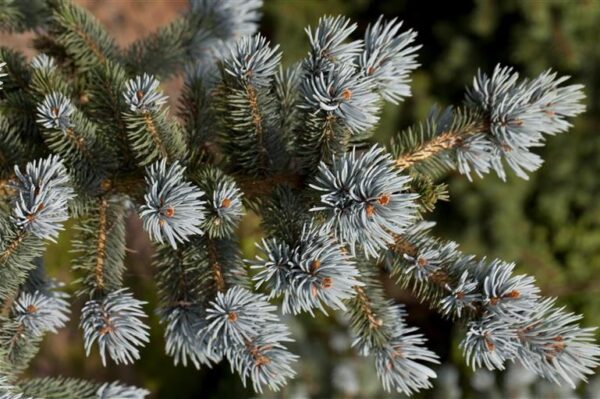 Torkav kuusk 'Oldenburg' P24 40-60cm