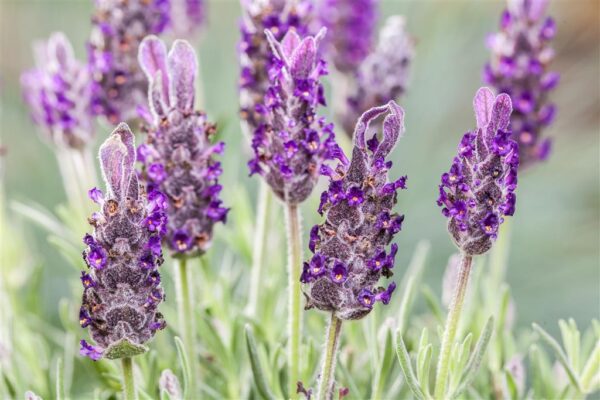 Prantsuse lavendel 'Anouk' P12